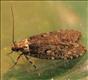 0710 (32.01) Agonopterix conterminella